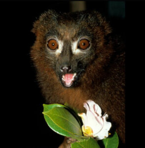 Close up of red-bellied lemur with open mouth