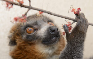 Mongoose lemur with flowers