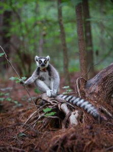 Ring-tailed lemur sitting on stump in misty forest