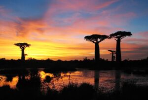 Baobab tree silhouettes against a sunset sky