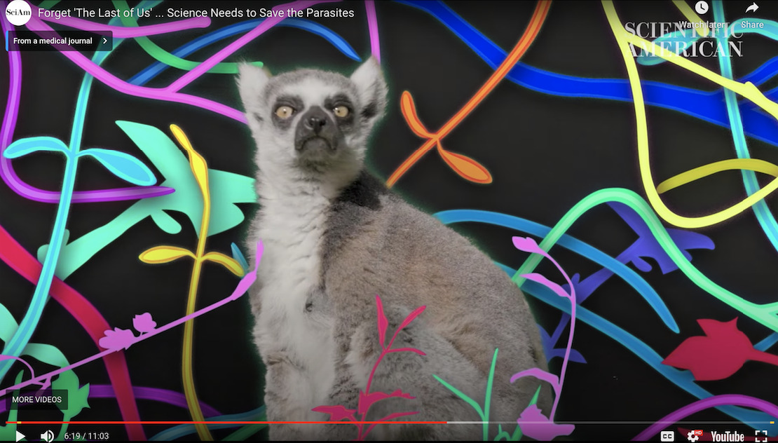 Screenshot of a video showing a ring-tailed lemur surrounded a graphic "web" highlighting the way species are interconnected within an ecosystem.