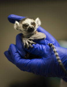 Infant ring-tailed lemur being held by two gloved hands