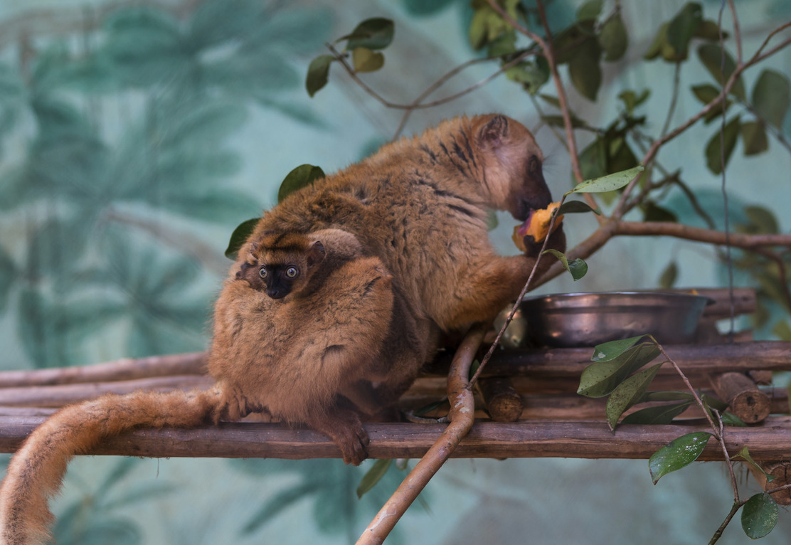 An infant blue-eyed black lemur clings to her mother, while her mother sits on a wooden platform and eats an orange vegetable.