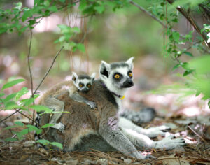 Infant ring-tailed lemur clings to mom's back in the middle of the forest.