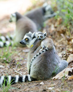 Baby ring-tailed lemur rides mom's back in the forest, with other ring-tailed lemurs out of focus in the background.
