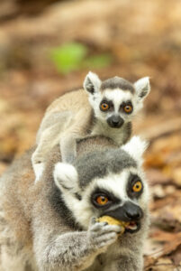 Ring-tailed lemur infant perched atop mom, who is eating a primate biscuit