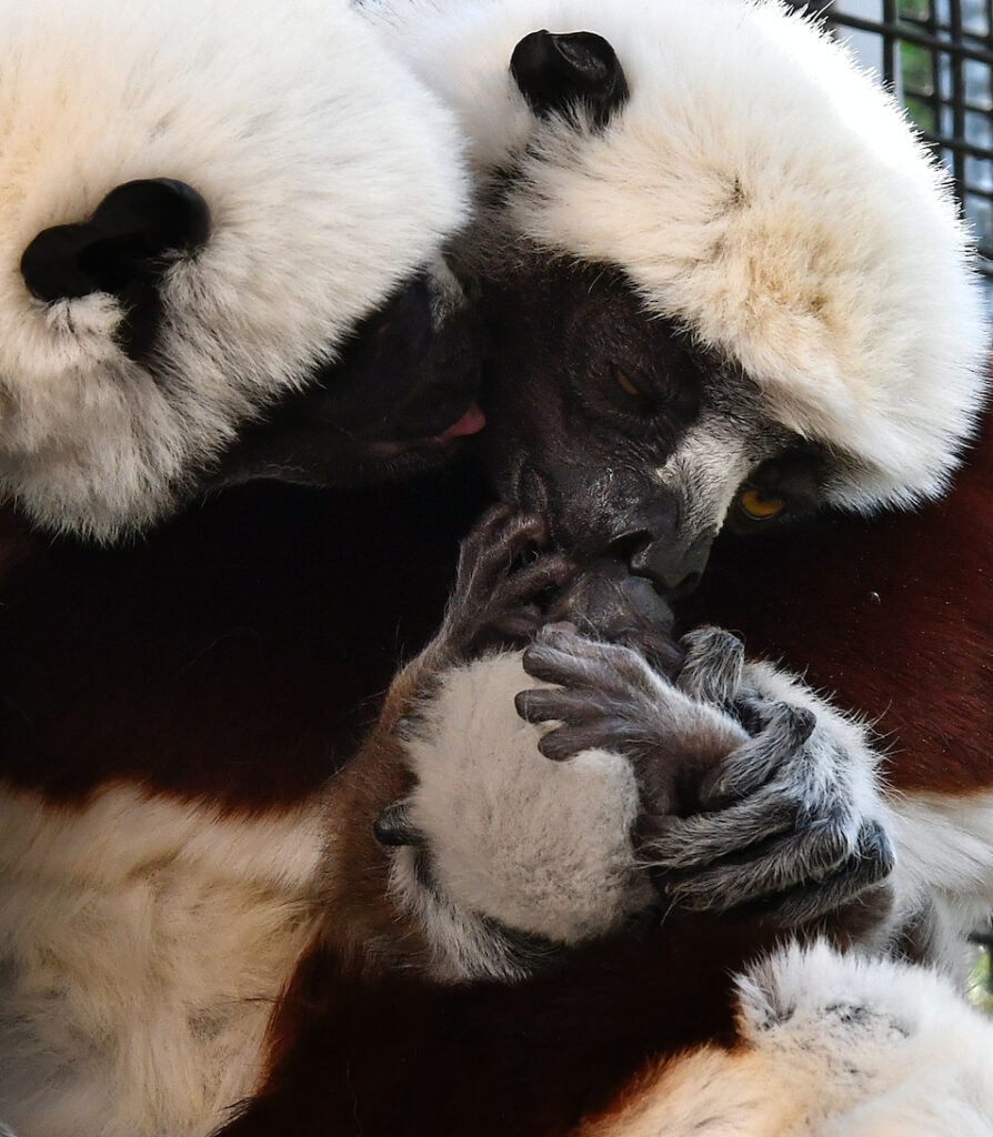 INFANT ANNOUNCEMENT Meet Baby Scipio! Duke Lemur Center