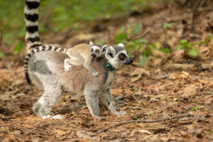 Infant ring-tailed lemur riding on mom's back on forest floor