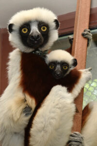 Adult Coquerel's sifaka Magdalena sitting with infant against her chest