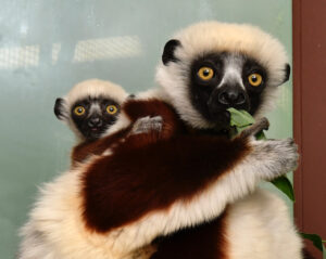 Infant sifaka peeking out from behind mom's back