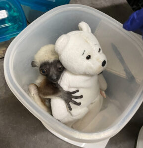 Infant Coquerel's sifaka clinging to a plush bear inside a container for weighing