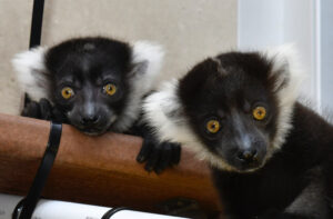 Two black and white ruffed lemur infants