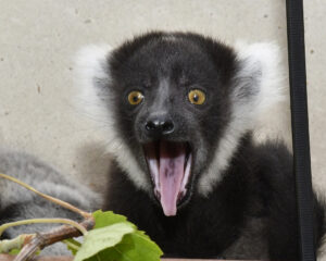 Infant black and white ruffed lemur yawning