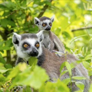 Infant ring-tailed lemur Jasper atop mom Alena