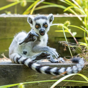 Infant ring-tailed lemur Sherlock sitting on stairs