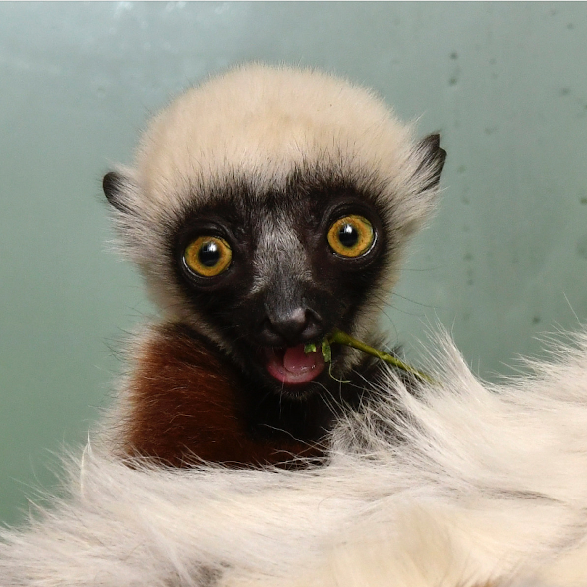 INFANT ANNOUNCEMENT Meet Baby Scipio! Duke Lemur Center