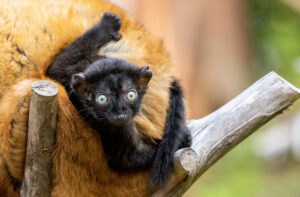Infant blue-eyed black lemur male clinging to mother