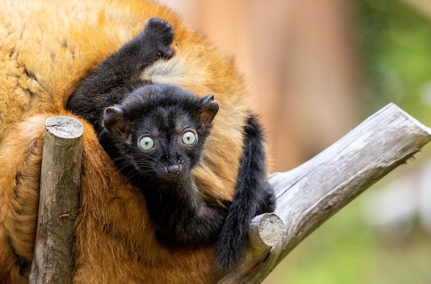 Black Lemur - The Other Blue-Eyed Primate 