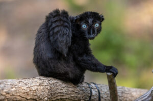 Male blue-eyed black lemur sitting on branch