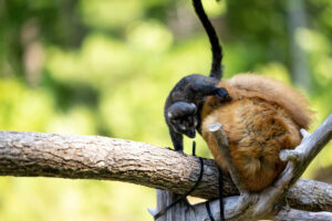 Infant blue-eyed black lemur climbing off of mom onto a wood bridge
