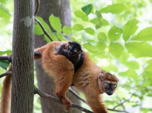 Adult female blue-eyed black lemur with infant male blue-eyed black lemur clinging to her side