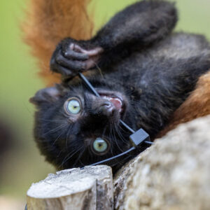 Infant male blue-eyed black lemur chewing on a zip tie