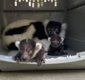 Adult female black and white ruffed lemur inside kennel with two infants