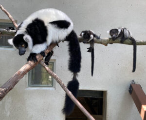 Mother and two infant black and white ruffed lemurs