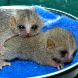 Two infant mouse lemurs in dish for weighing