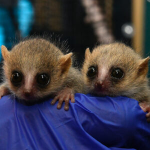Infant mouse lemurs handled by veterinarian