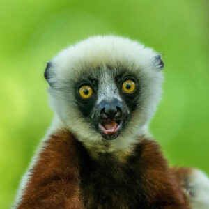 Infant Coquerel's sifaka against green blurred background