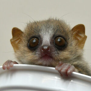 Infant mouse lemur inside empty yogurt cup