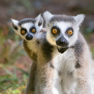Infant ring-tailed lemur peeking out from behind mom's back