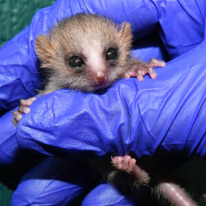 Infant mouse lemur held in gloved hand