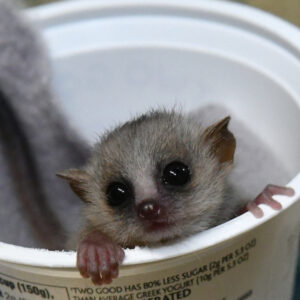 Infant mouse lemur peeking out of yogurt cup
