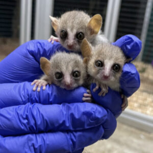 Three mouse lemur infants held by gloved hands