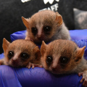 Three mouse lemur infants