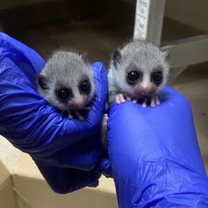 Two sixteen-day-old fat-tailed dwarf lemurs handled by a technician wearing gloves