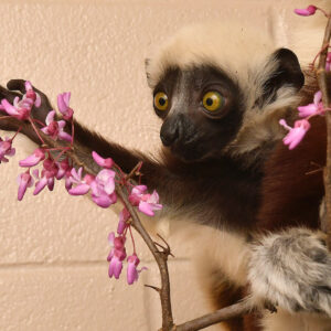 Infant Coquerel's sifaka Egeria reaching for a branch of redbud flowers