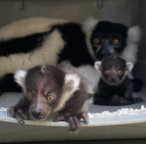 Infant black and white ruffed lemurs in kennel with mother behind them
