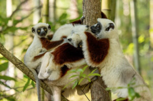 Three free-ranging Coquerel's sifakas grooming in the trees