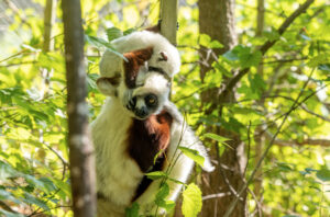 Infant Coquerel's sifaka climbing on mom's head