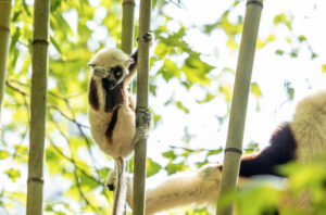 Infant Coquerel's sifaka clings to bamboo