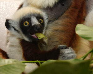 Infant Coquerel's sifaka with leaf in mouth