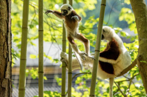 Infant Coquerel's sifaka leaping through bamboo