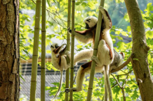 Infant and juvenile Coquerel's sifakas play amongst bamboo
