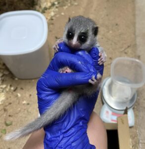 Infant fat-tailed dwarf lemur handled for weighing