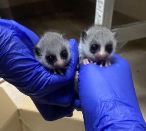 Two fat-tailed dwarf lemur infants held by gloved hands