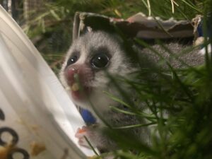 Wide-eyed fat-tailed dwarf lemur infant eating food