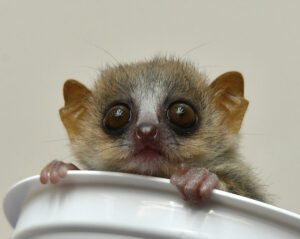 Male mouse lemur infant inside an empty yogurt cup